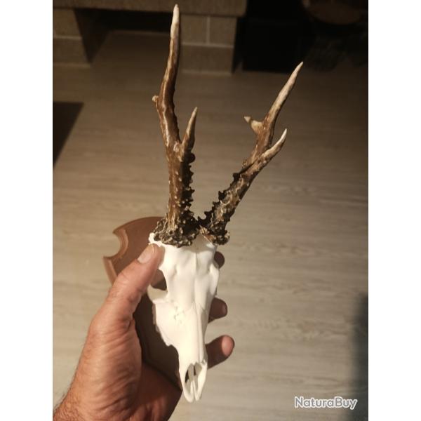 Mini troph�es de cerf