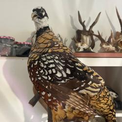Taxidermie, Faisan V&eacute;n&eacute;r&eacute; taxidermis&eacute; sur branche - Magnifique Queue +60 cm