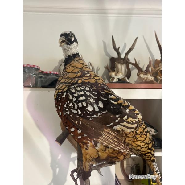 Taxidermie, Faisan V�n�r� taxidermis� sur branche - Magnifique Queue +60 cm