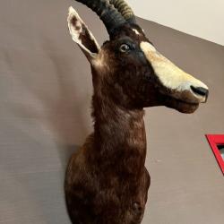 Troph&eacute;e bubale roux taxidermie d'excellente facture, &eacute;tat parfait