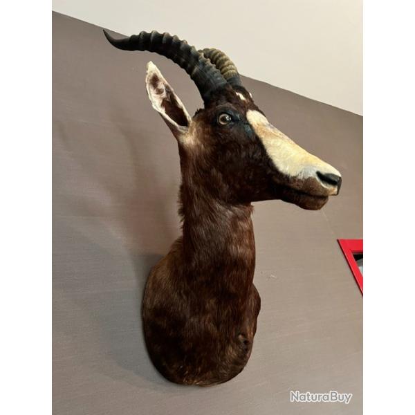 Troph�e bubale roux taxidermie d'excellente facture, �tat parfait