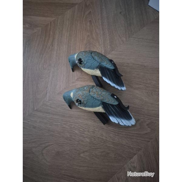 Tourterelle ailes tournante