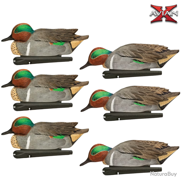 Formes de sarcelle m�les TOPFLIGHT - AvianX
