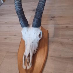 Massacre d'une antiloppe cheval (hippotragus rouane)