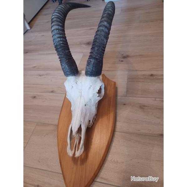 Massacre d'une antiloppe cheval (hippotragus rouane)