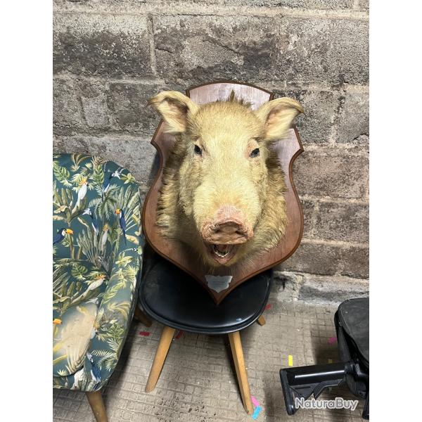 Tete de sanglier albinos