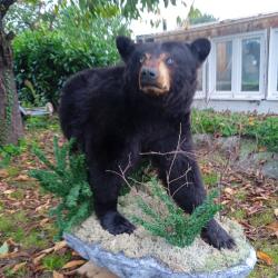 Ours noir du Canada avec CITES