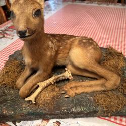 Taxidermie faon