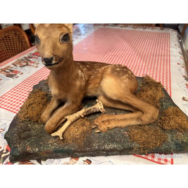 Taxidermie faon