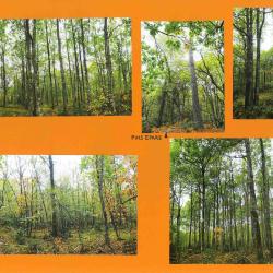 32,5138 ha - FOR&Ecirc;T DU PLESSIS - ( 37 ) - INDRE-ET-LOIRE