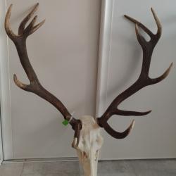 Massacre ou t&ecirc;te de cerf 12 cors