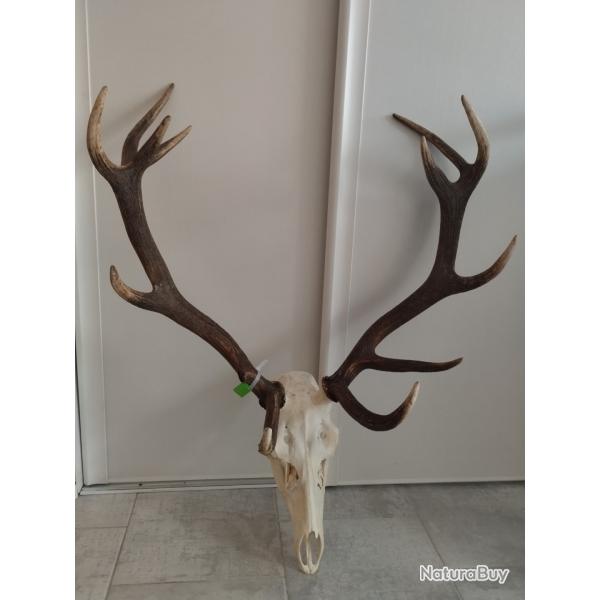 Massacre ou t�te de cerf 12 cors
