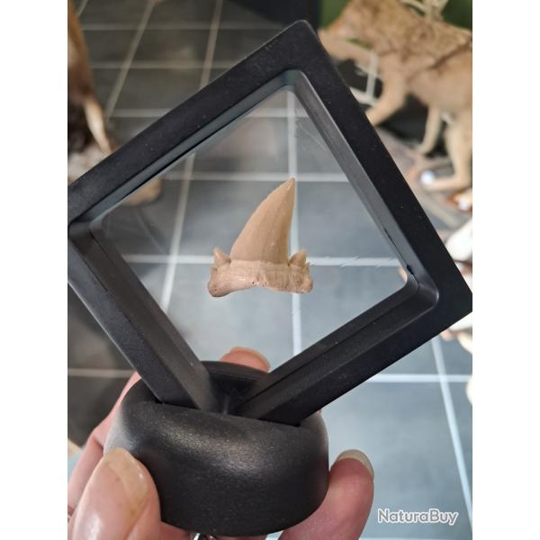 Cadre dent requin fossile #L28R(3)