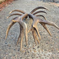 Impressionnante  paire de mues de cerf - 18 cors - 8500 grs - 102 cms et 108 cms