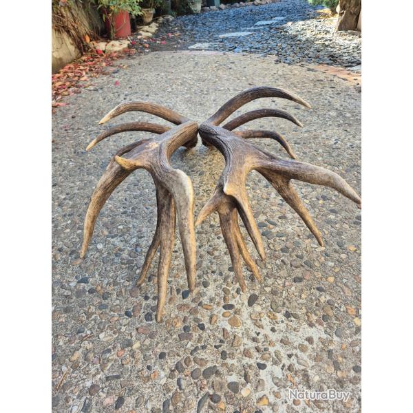 Impressionnante  paire de mues de cerf - 18 cors - 8500 grs - 102 cms et 108 cms