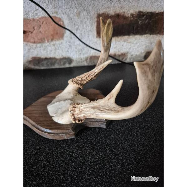 Joli massacre de cervid�