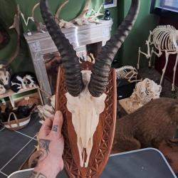 Troph&eacute;e de Springbok ; Antidorcas marsupialis #0510(1)