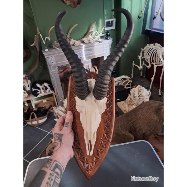 Troph�e de Springbok ; Antidorcas marsupialis #0510(1)