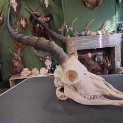 Cr&acirc;ne d' Impala avec m&acirc;choire ( Aepyceros melampus ) #0510