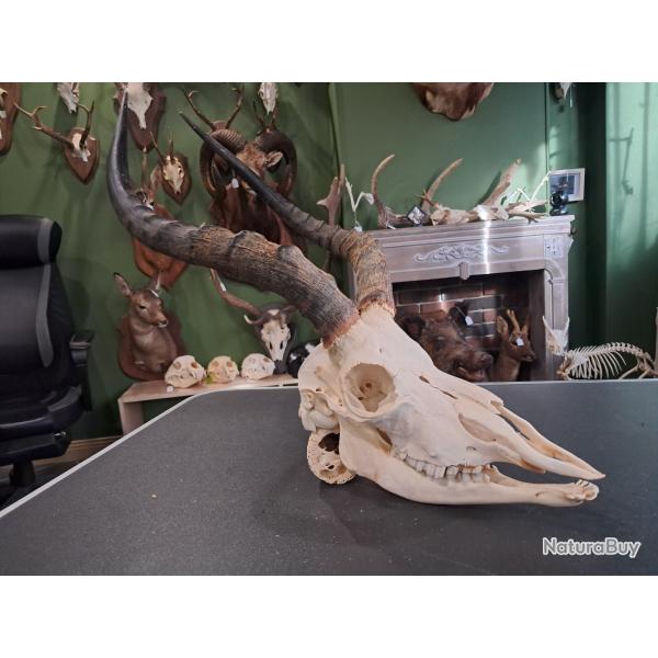 Cr�ne d' Impala avec m�choire ( Aepyceros melampus ) #0510