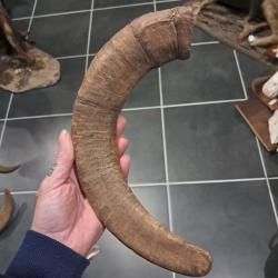 Corne de mouflon #2906(1)