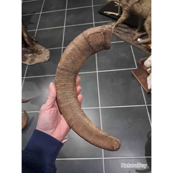 Corne de mouflon #2906(1)