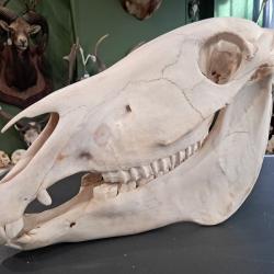 Cr&acirc;ne de z&egrave;bre de Burchell ; Equus quagga burchellii #0510