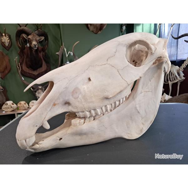 Cr�ne de z�bre de Burchell ; Equus quagga burchellii #0510
