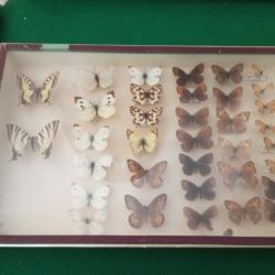 Vitrine entomologique de 35 papillons