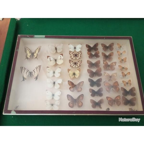 Vitrine entomologique de 35 papillons