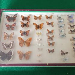Vitrine entomologique de 39 papillons