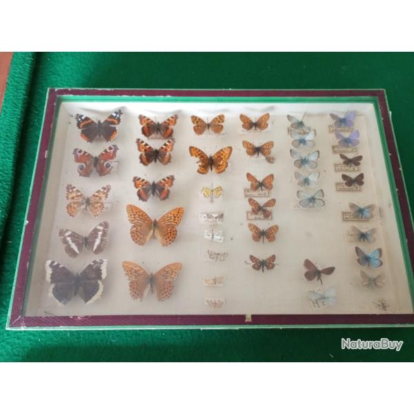Vitrine entomologique de 39 papillons