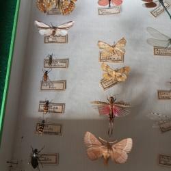 Vitrine entomologique de 35 l&eacute;pidopt&egrave;res et insectes divers