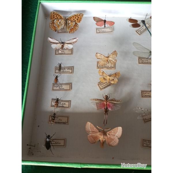 Vitrine entomologique de 35 l�pidopt�res et insectes divers