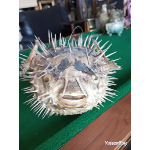 Grand diodon naturalis�