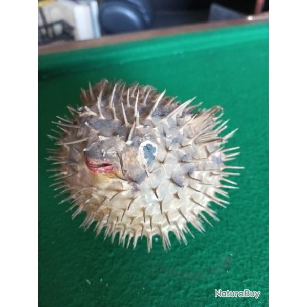 diodon naturalis�