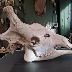 Cr&acirc;ne de Girafe avec CITES d'importation #0510
