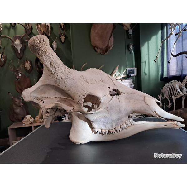 Cr�ne de Girafe avec CITES d'importation #0510