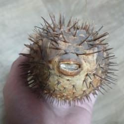 poisson fugu