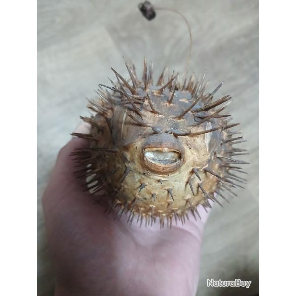 poisson fugu