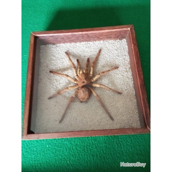 Mygale g�ante naturalis�e