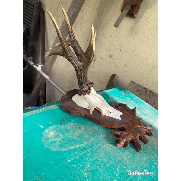 Troph�e de chevreuil