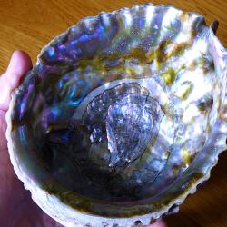 MAGNIFIQUE COQUILLAGE ( GROS ORMEAU ) POUR COLLECTION VITRINE POUR DECO OU POUR EXPOSITION - etc
