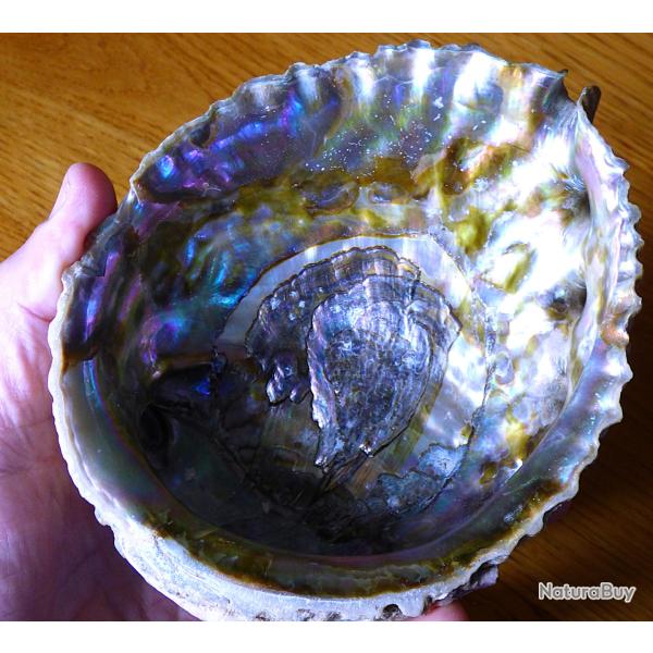 MAGNIFIQUE COQUILLAGE ( GROS ORMEAU ) POUR COLLECTION VITRINE POUR DECO OU POUR EXPOSITION - etc