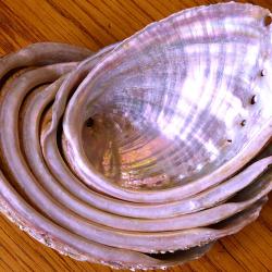 MAGNIFIQUE SERIE DE COQUILLAGES ( 5 ORMEAUX ) ou ( OREILLES DE ST-PIERRE) POUR DECO/EXPO EN VITRINE