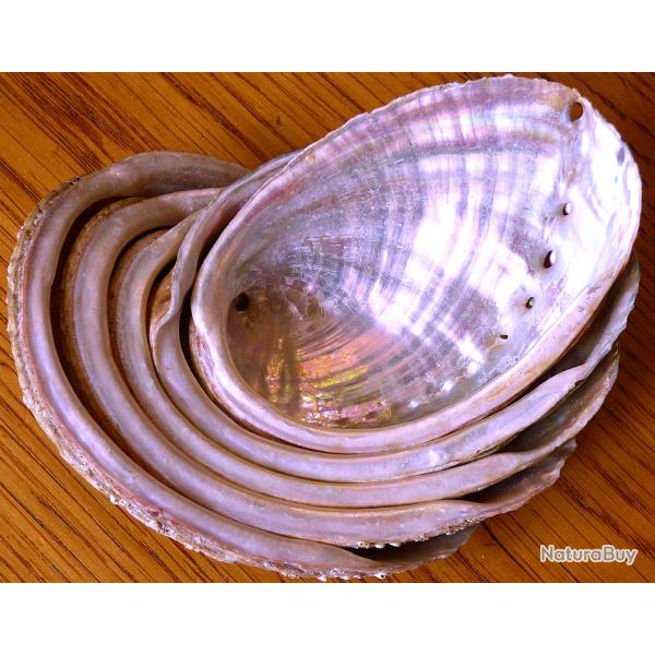MAGNIFIQUE SERIE DE COQUILLAGES ( 5 ORMEAUX ) ou ( OREILLES DE ST-PIERRE) POUR DECO/EXPO EN VITRINE