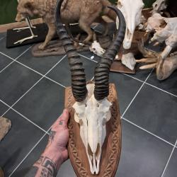 Troph&eacute;e de Springbok ; Antidorcas marsupialis #0510(2)