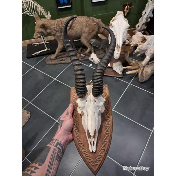 Troph�e de Springbok ; Antidorcas marsupialis #0510(2)