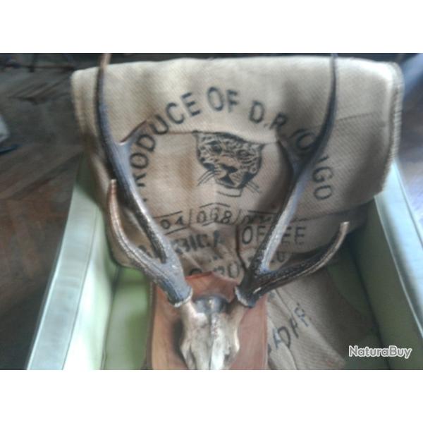 massacre de cerf exotique