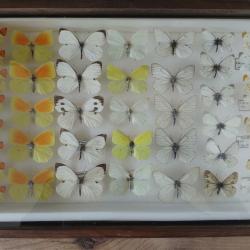 Superbe cadre entomologique ancien - Collection de Pieridae (Aurores, Citrons, Gaz&eacute;s)
